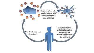 Өвөрмөц Т эсийн урвалыг эрчимжүүлэх
