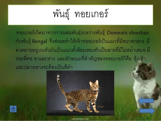 à¹‚à¸„à¸£à¸‡à¸‡à¸²à¸™ à¸ªà¸²à¸¢à¸ž à¸™à¸˜ à¸‚à¸­à¸‡à¹à¸¡à¸§