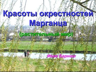 Красоты окрестностейКрасоты окрестностей
МарганцаМарганца
Иван Барнаш
(растительный мир)(растительный мир)
 