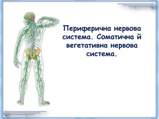 Периферична нервова
система. Соматична й
вегетативна нервова
система.
 