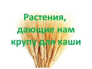 Растения,
дающие нам
крупу для каши
 