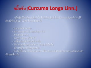 ขมิ้นชัน (Curcuma Longa Linn.)
ขมิ้นชันมีวิตำมิน เอ,ซี,อี ทั้ง 3 ตัว วิตำมินที่เข้ำสู่ร่ำงกำยแล้วจะทำงำนได้
ต้องมีพร้อมกันทั้ง 3 ตัว ซึ่งจะมีผลทำให้
- ช่วยลดไขมันในตับ
- สมำนแผลภำยในกระเพำะอำหำร
- ช่วยย่อยอำหำร
- ทำควำมสะอำดให้ลำไส้
- เปลี่ยนไขมันให้เป็นกล้ำมเนื้อ
- ต้ำนอนุมูลอิสระป้ องกันกำรเกิดมะเร็งในตับ
- สร้ำงภูมิคุ้มกันให้กับผิวหนัง
- กำจัดเชื้อรำที่ปนเปื้อนในอำหำรที่กินเข้ำไปแล้วสะสมในร่ำงกำยเตรียมก่อตัว
เป็นเซลล์มะเร็ง
 