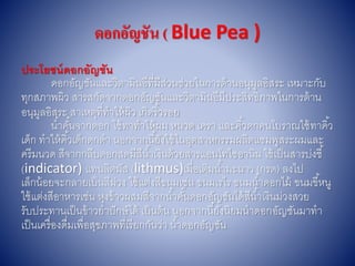 ดอกอัญชัน ( Blue Pea )
ประโยชน์ดอกอัญชัน
ดอกอัญชันและวิตำมินอีที่มีส่วนช่วยในกำรต้ำนอนุมูลอิสระ เหมำะกับ
ทุกสภำพผิว สำรสกัดจำกดอกอัญชันและวิตำมินอีมีประสิทธิภำพในกำรต้ำน
อนุมูลอิสระ สำเหตุที่ทำให้ผิว เกิดริ้วรอย
น้ำคั้นจำกดอก ใช้ทำทำให้ผม หนวด เครำ และคิ้วดกคนโบรำณใช้ทำคิ้ว
เด็ก ทำให้คิ้วเด็กดกดำ นอกจำกนี้ยังใช้ในอุตสำหกรรมผลิตแชมพูสระผมและ
ครีมนวด สีจำกกลีบดอกสดมีสีน้ำเงินด้วยสำรแอนโทไซอำนิน ใช้เป็นสำรบ่งชี้
(indicator) แทนลิตมัส (lithmus)เมื่อเติมน้ำมะนำว (กรด) ลงไป
เล็กน้อยจะกลำยเป็นสีม่วง ใช้แต่งสีขนมเช่น ขนมเรไร ขนมน้ำดอกไม้ ขนมขี้หนู
ใช้แต่งสีอำหำรเช่น หุงข้ำวผสมสีจำกน้ำคั้นดอกอัญชันได้สีน้ำเงินม่วงสวย
รับประทำนเป็นข้ำวยำปักษ์ไต้ เป็นต้น นอกจำกนี้ยังนิยมนำดอกอัญชันมำทำ
เป็นเครื่องดื่มเพื่อสุขภำพที่เรียกกันว่ำ น้ำดอกอัญชัน
 