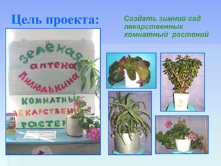 Цель проекта: Создать зимний сад
лекарственных
комнатный растений
 