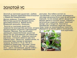 ЗОЛОТОЙ УС
Золотой ус (каллизия душистая) - Callisia
fragrans. Краткая характеристика.Относится
к семейству Коммелиновых.
Другие названия: Спиронема душистая,
Ректантера душистая, Венерин волос,
Дальневосточный ус, Живой волос,
Домашний женьшень, Кукурузка.
Золотой ус (каллизия душистая) -
травянистое многолетнее растение, которое
распространено в Южной и Центральной
Америке, Мексике. Род насчитывает
двенадцать видов.Каллизию душистую
около ста лет культивируют как комнатное
растение. Золотой ус - довольно крупное
растение, у которого имеются два типа
побегов (одни - мясистые, прямостоячие, по
внешнему виду похожи на молодую
кукурузу, высотой от 70 до 150 см, с
нормально развитыми листьями, длина
которых составляет 20 - 30 см, ширина -
пять - шесть сантиметров; другие побеги -
горизонтальные (усы) с недоразвитыми
листьями. Эти побеги состоят из
"суставчиков" и на их концах формируется
листовая метелочка.Если уход за растением
хороший, то оно иногда цветет. Душистые,
мелкие цветки в плотных пучках, собраны в
метельчатые соцветия и имеют приятный
аромат, как у гиацинтов. Золотой ус
приобретает лечебные свойства только
тогда, когда на лианоподобных отростках
образуется не менее девяти полноценных
"суставчиков" и они становятся коричнево -
фиолетового цвета.
 