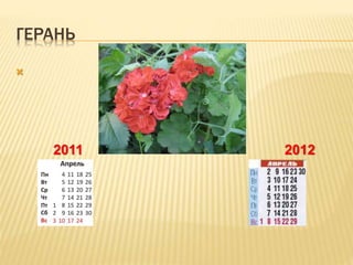ГЕРАНЬ

2011 2012
 