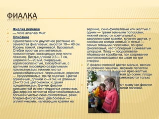 ФИАЛКА
 Фиалка полевая
 — Viola arvensis Murr.
 Описание
 Однолетнее или двулетнее растение из
семейства фиалковых, высотой 10— 40 см.
Корень тонкий, стержневой, буроватый.
Стебли простые или ветвистые,
прямостоячие, восходящие или почти
лежачие. Листья длиной 0,5— 7 см,
шириной 5—20 мм, очередные,
коротковолосистые, тупозубчатые, с
крупными лировидно-раздельными
прилистниками, нижние листья
широкояйцевидные, черешковые, верхние
— продолговатые, почти сидячие. Цветки
одиночные, длиной 2—3 см, на длинных
(3—13 см) цветоножках, с двумя
прицветниками. Венчик фиалки
трехцветной из пяти неравных лепестков.
Два верхних лепестка обратнояйцевидные,
большей частью сине-фиолетовые, реже
бледно-фиолетовые; два боковых —
эллиптические, налегающие краями на
верхние, сине-фиолетовые или желтые с
одним — тремя темными полосками;
нижний лепесток треугольный с
закругленными краями, крупнее других, у
основания всегда желтый, с пятью —
семью темными полосками, по краю
фиолетовый, часто бледный с синеватым
шпорцом. Плод — продолговато-
яйцевидная коробочка, при созревании
растрескивающаяся по швам на три
створки.
 У фиалки полевой цветки мельче, венчик
не длиннее чашечки, верхние лепестки
белые, средний и нижний ярко-желтые.
Цветут обе фиалки с мая до осени; плоды
созревают с июня. Размножаются только
семенами.
 В медицине используют траву как фиалки
трехцветной, так и фиалки полевой.
 