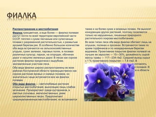 ФИАЛКА
 Распространение и местообитания
 Фиалка трехцветная, а еще более — фиалка полевая
растут почти по всей территории европейской части
СССР, тяготея к сухим песчаным или супесчаным
почвам с разреженной растительностью, к размытым
эрозией берегам рек. В особенно большом количестве
оба вида встречаются на сельскохозяйственных
угодьях, сухих залежах, паровых полях, в посевах
различных культур, парках, на огородах, обочинах
дорог и насыпях железных дорог. В лесах как сорное
растение фиалка приурочена к вырубкам,
захламленным участкам леса.
 Оба вида фиалки широко распространены во всех
районах Костромской области преимущественно как
сорное растение яровых и озимых посевов, но
значительно чаще встречается все же фиалка
полевая.
 Оба вида фиалки — светолюбивые растения
открытых местообитаний, выносящие лишь слабое
затенение. Произрастают среди кустарников, в
светлых сосновых, мелколиственных, реже
широколиственных лесах. Предпочитают
среднеувлажненные местообитания, но встречаются
также и на более сухих и влажных почвах. Не выносят
конкуренции других растений, поэтому поселяются
только на нарушенных, лишенных природного
растительного покрова местообитаниях.
 Во всех типах леса оба вида фиалки обитают лишь на
опушках, полянах и просеках. Встречаются также по
краям торфяников и по незадерненным берегам
водоемов. Проективное покрытие фиалки полевой на
лучших ее зарослях — 15—30%, урожайность сырой
массы травы — 117—234 г/м2. Средний выход сырья
с 1 % проективного покрытия — 7,8 г/м2. В
Костромской области можно ежегодно заготовлять
около 10 т воздушно-сухой травы фиалки полевой. В
настоящее время заготовки сырья фиалок в области
не проводятся.
 