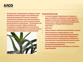 АЛОЭ
 