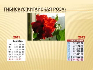 ГИБИСКУС(КИТАЙСКАЯ РОЗА)
2011 2012
 
