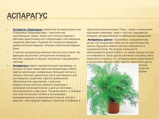АСПАРАГУС
 Аспарагус (Asparagus) семейство Аспарагусовых или
Спаржевых (Asparagaceae) – многолетние
корневищные травы, лианы или полукустарники с
мелкими одиночными или собранными в кистевидные
соцветия цветками. Родиной их считаются влажные
районы Южной Америки, Южной и Восточной Африки,
Азии.
 У многих аспарагусов зеленые листья отсутствуют. Их
функцию выполняют уплощенные игловидные
веточки, сидящие в пазухах крошечных чешуевидных
листьев.
 Аспарагусы имеют горизонтальные корневища, от
которых отходят вверх фотосинтезирующие побеги.
Цветки маленькие, невзрачные, большей частью в
пазухах листьев, одиночные или в щитовидных или
кистевидных соцветиях. Цветок правильный,
обоеполый или однополый, с простым
раздельнолистным или немного спаянным у
основания околоцветником с шестью листками,
расположенных в два круга. Тычинок шесть, с тонкими
или пластинчатыми нитями и пыльниками,
вскрывающимися на внутренней стороне; пестик с
верхней, трёхгнёздной завязью, коротким столбиком и
трёхлопастным рыльцем. Плод – ягода с нескольким
крупными семенами, семя с толстой, черноватой
кожурой, роговым белком и небольшим зародышем.
 Аспарагусы растут, подчиняясь определенному
ритму. На начальном этапе роста практически все
органы будущего побега сначала появляются в
подземной почке. На втором этапе роста
увеличивается длина побега, но новые органы на нем
не появляются. Если другие растения способны легко
переносить стрижку, то у аспарагусовых укороченный
в результате обрезки побег просто перестанет расти.
Корневище вновь «займется» подготовительным
подземным этапом роста, и тогда еще не скоро вы
увидите результат. Эту особенность необходимо
учитывать при уходе за растениями.
 