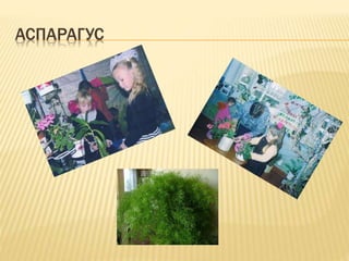 АСПАРАГУС
 