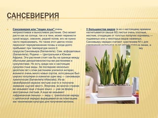 САНСЕВИЕРИЯ
 Сансевиерия или "тещин язык" очень
неприхотливое и выносливое растение. Оно может
расти как на солнце, так и в тени, может перенести
сухой воздух, сквозняк, редкий полив, его не нужно
часто пересаживать. Но также этот цветок плохо
переносит переувлажнение почвы и когда долго
пребывает при температуре около 0
градусов.Сансевьера (Sansevieria). Сем. асфоделовых
(Sansevieria). Родина — Центральная и Южная
Африка. Эти растения стоят как бы на границе между
обычными декоративнолистны-ми растениями и
суккулентами. Но есть среди них и настоящие
суккулен-тные виды. За последние несколько
десятков лет к этим растениям усилился интерес,
возникло очень много новых сортов, хотя раньше был
широко популярен в комнатах один вид — сансевьера
трехполосая (Sansevieria trifasciata). Из-за
своеобразной окраски листьев она-то и получила
название «щучий хвост». Впрочем, во многих странах
ее называют еще «тещин язык» — уже за форму
заостренных листьев. А еще ее называют
«африканская пенька» — ведь с. трехполосая наряду
с цейлонской нередко выращивается на плантациях
как техническая культура для получения волокна.
 У большинства видов (а их к настоящему времени
насчитывается свыше 60) листья очень плотные,
жесткие, отходящие от толстых ползучих корневищ —
подземных или у некоторых видов наземных.
Сансевьеру нередко считают «растением N1» для
озеленения интерьера за ее четкие прямые линии, а
также за удивительную устойчивость к сухому
комнатному воздуху
 