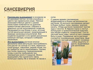 САНСЕВИЕРИЯ
 Сансевьеру выращивают в основном за
её красивые листья, но она способна и
цвести при правильном уходе. Нежные
зеленовато-белые цветки с узкими
лепестками появляются на длинном
прямостоячем цветоносе, собраны в
довольно густое колосовидное соцветие.
Раскрываются они ближе к ночи, источая
густой ванильный аромат, привлекающий в
природе насекомых-опылителей. Всё
соцветие выделяет в это время крошечные
капельки нектара, который и собирают
насекомые.
 Это выносливое растение вполне
заслужило свою репутацию неистребимого.
Оно растёт на солнце и в тени, переносит
сухой воздух, сквозняки, редкий полив, его
не требуется часто пересаживать. Однако
оно плохо переносит переувлажнение
почвы и долгое пребывание при
температуре около 0 градусов. Можно
выращивать без солнечного света,
используя лампы ЛБ в течение 16 часов в
сутки.
 С давних времен сансевиерия
возделывается в Индии как волокнистое
растение. Из волокон сансевиерии делают
в Индии грубые ткани, веревки, морские
канаты. Отвар растения применяют против
зуда и чесотки. В Африке корни и листья
используют в гинекологической практике,
при общей слабости, конвульсиях. Сок из
листьев лечит язвы, капли из него снимают
боль в ушах. Подземные части растения
считаются тонизирующим средством. Дым
от горящих листьев успокаивает головную
боль. Сансевиерия способна защитить от
скопления вредных веществ, выделяемых
линолиумом и мебельной синтетикой.
 