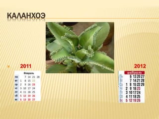 КАЛАНХОЭ
 2011 2012
 