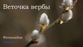 Веточка вербы
Фотоальбом
DOMIKru.net
 
