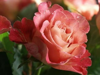 с праздником