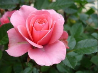 с праздником