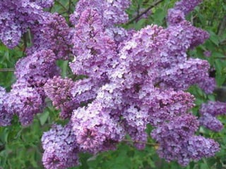 с праздником