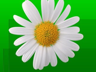 подорож у країну ввічливості