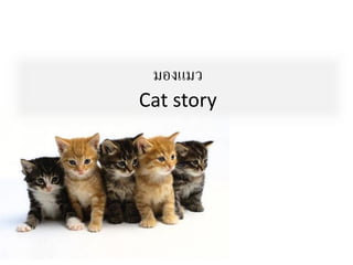 มองแมว
Cat story
 