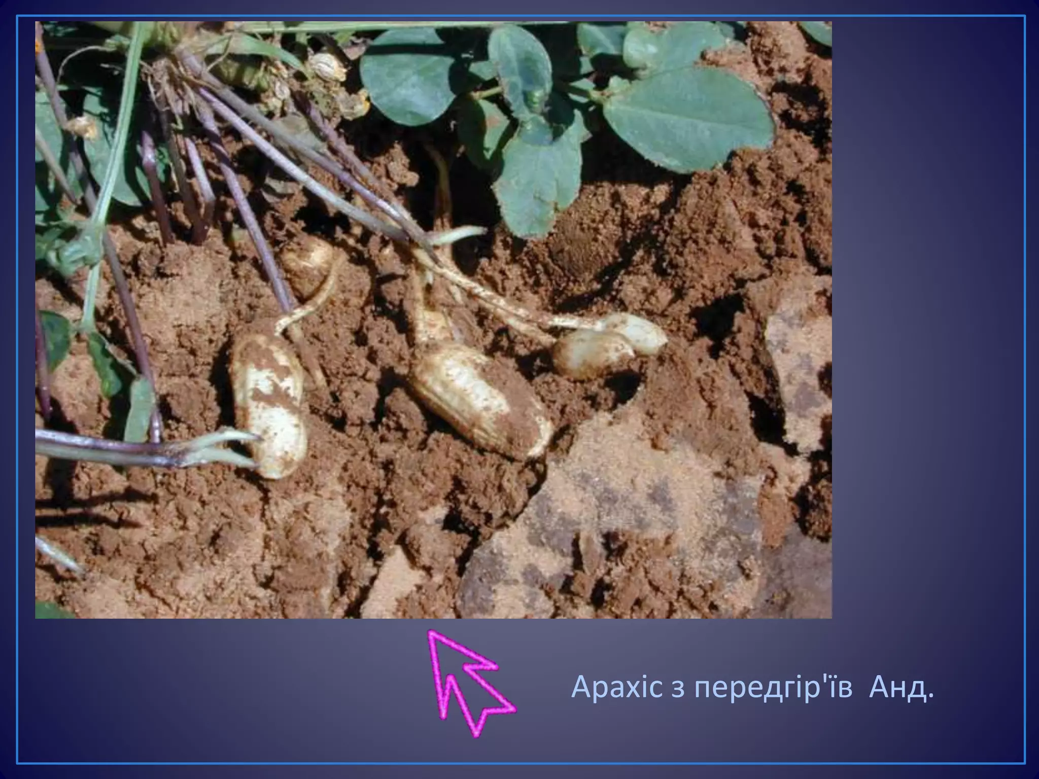 Арахіс з передгір'їв Анд.
 