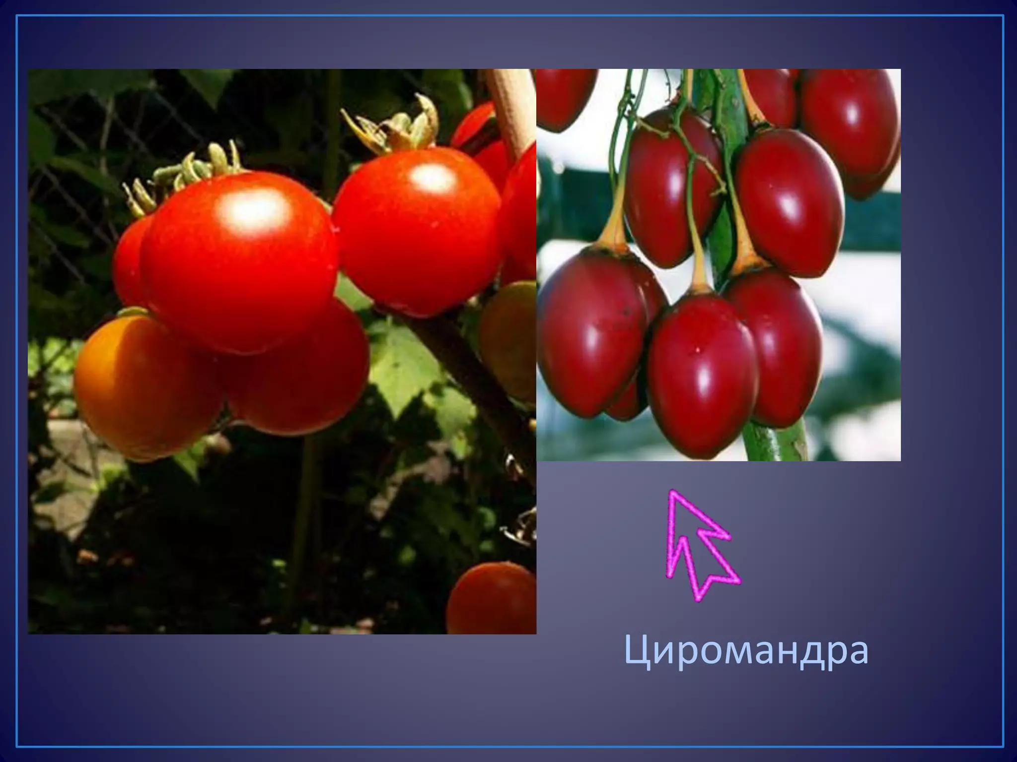 Циромандра
 