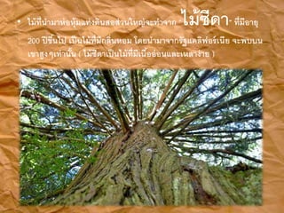 ? ????????????????????????????????????????? "???????" ?????????
200 ???????? ???????????????????? ????????????????????????? ??????
??????????????? ( ??????????????????????????????????????? )
 