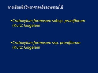 •Cratoxylum formosum subsp. pruniflorum
(Kurz) Gogelein
•Cratoxylum formosum ssp. pruniflorum
(Kurz) Gogelein
 