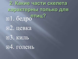 1. бедро
2. цевка
3. киль
4. голень
 