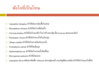 ฟังไจที่เป็นโทษ
 Aspergillus fumigatus ทาให้เกิดการติดเชื้อในปอด
 Phytophthora infestans ทาให้เกิดโรคที่มันฝรั่ง
 Clavicep purpleea ทาให้เกิดโรคแก่ข้าวไรน์ สร้างสารพิษ ชื่อ Exotoxin ต่อคนและสัตว์
 Plasmopara viticola ทาให้เกิดโรคราน้าค้างกับองุ่น
 Albugo candida ทาให้เกิดโรคราสนิมกับกะหล่า
 Trichophyton rubrum ทาให้เกิดเล็บกุด
 Epidermophyton sp. ทาให้เกิดโรคง่ามนิ้วมือเปื่อย
 Microsporum audouinii ทาให้เกิดกลาก
 Aspergillus flavus ผลิตสารพิษชื่อ Aflatoxin ชอบอยู่ตามถั่ว และธัญพืชบางชนิด ทาให้เกิดโรคมะเร็งที่ตับ
 