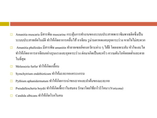  Amanitia muscaria มีสารพิษ muscarine กระตุ้นการทางานของระบบประสาทพาราซิมพาเธติคซึ่งเป็น
ระบบประสาทอัตโนมัติ ทาให้เกิดอาการคลื่นไส้ อาเจียน รูม่านตาหดแคบอุจจาระร่วง หายใจไม่สะดวก
 Amanitia phalloides มีสารพิษ amanitin ทาลายเซลล์ของอวัยวะต่าง ๆ ได้ดี โดยเฉพาะตับ หัวใจและไต
ทาให้เกิดอาการอาเจียนอย่างรุนแรงและอุจจาระร่วง ต่อมาเกิดเป็นตะคริว ความดันโลหิตลดต่าและตาย
ในที่สุด
 Melassezia furfur ทาให้เกิดเกลื้อน
 Symchytrium endobioticum ทาให้มะละกอแคระแกรน
 Pythium aphanidermatum ทาให้เกิดการเน่าของรากและลาต้นของมะละกอ
 Pseudallescheria boydii ทาให้เกิดเชื้อราในสมอง รักษาโดยใช้ยาโวริโคนา (Voricona)
 Candida albicans ทาให้เกิดโรคในคน
 