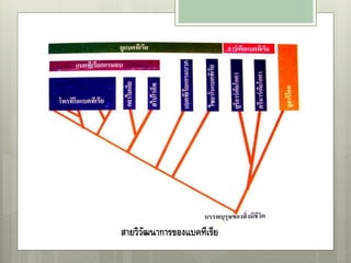 สายวิวัฒนาการของแบคทีเรีย
 