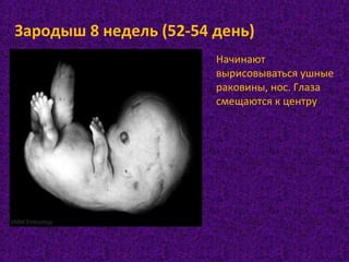 Зародыш 8 недель (52-54 день)
Начинают
вырисовываться ушные
раковины, нос. Глаза
смещаются к центру
 