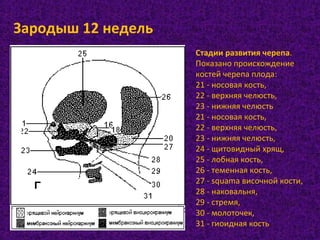 Стадии развития черепа.
Показано происхождение
костей черепа плода:
21 - носовая кость,
22 - верхняя челюсть,
23 - нижняя челюсть
21 - носовая кость,
22 - верхняя челюсть,
23 - нижняя челюсть,
24 - щитовидный хрящ,
25 - лобная кость,
26 - теменная кость,
27 - squama височной кости,
28 - наковальня,
29 - стремя,
30 - молоточек,
31 - гиоидная кость
Зародыш 12 недель
 