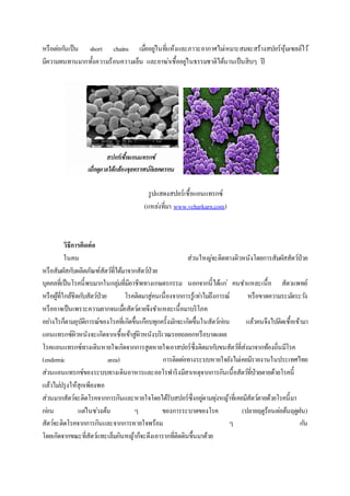 หรือต่อกันเป็น short chains เมื่ออยู่ในที่แห้งและภาวะอากาศไม่เหมาะสมจะสร้างสปอร์หุ้มเซลล์ไว้
มีความทนทานมากทั้งความร้อนความเย็น และยาฆ่าเชื้ออยู่ในธรรมชาติได้นานเป็นสิบๆ ปี
รูปแสดงสปอร์เชื้อแอนแทรกซ์
(แหล่งที่มา www.vcharkarn.com)
วิธีการติดต่อ
ในคน ส่วนใหญ่จะติดทางผิวหนังโดยการสัมผัสสัตว์ป่วย
หรือสัมผัสกับผลิตภัณฑ์สัตว์ที่ได้มาจากสัตว์ป่วย
บุคคลที่เป็นโรคนี้พบมากในกลุ่มที่มีอาชีพทางเกษตรกรรม นอกจากนี้ได้แก่ คนชาแหละเนื้อ สัตวแพทย์
หรือผู้ที่ใกล้ชิดกับสัตว์ป่วย โรคติดมาสู่คนเนื่องจากการรู้เท่าไม่ถึงการณ์ หรือขาดความระมัดระวัง
หรืออาจเป็นเพราะความยากจนเมื่อสัตว์ตายจึงชาแหละเนื้อมาบริโภค
อย่างไรก็ตามอุบัติการณ์ของโรคที่เกิดขึ้นเกือบทุกครั้งมักจะเกิดขึ้นในสัตว์ก่อน แล้วคนจึงไปติดเชื้อเข้ามา
แอนแทรกซ์ผิวหนังจะเกิดจากเชื้อเข้าสู่ผิวหนังบริเวณรอยถลอกหรือบาดแผล
โรคแอนแทรกซ์ทางเดินหายใจเกิดจากการสูดหายใจเอาสปอร์ซึ่งติดมากับขนสัตว์ที่ส่งมาจากท้องถิ่นมีโรค
(endemic area) การติดต่อทางระบบหายใจยังไม่เคยมีรายงานในประเทศไทย
ส่วนแอนแทรกซ์ของระบบทางเดินอาหารและออโรฟาริงมีสาเหตุจากการกินเนื้อสัตว์ที่ป่วยตายด้วยโรคนี้
แล้วไม่ปรุงให้สุกเพียงพอ
ส่วนมากสัตว์จะติดโรคจากการกินและหายใจโดยได้รับสปอร์ซึ่งอยู่ตามทุ่งหญ้าที่เคยมีสัตว์ตายด้วยโรคนี้มา
ก่อน แต่ในช่วงต้น ๆ ของการระบาดของโรค (ปลายฤดูร้อนต่อต้นฤดูฝน)
สัตว์จะติดโรคจากการกินและจากการหายใจพร้อม ๆ กัน
โดยเกิดจากขณะที่สัตว์แทะเล็มกินหญ้าก็จะดึงเอารากที่ติดดินขึ้นมาด้วย
 