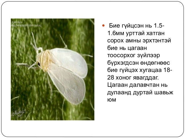 цагаан далавчтан