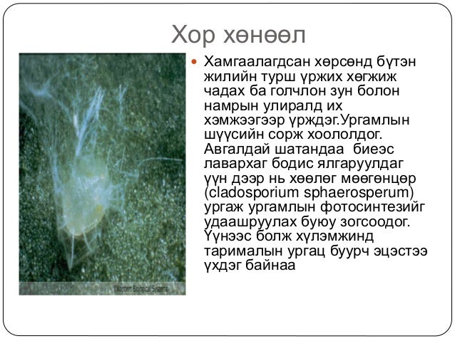 цагаан далавчтан
