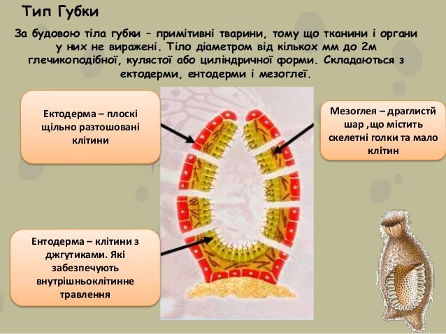 Загальна характеристика та різноманітність багатоклітинних тварин. Т…