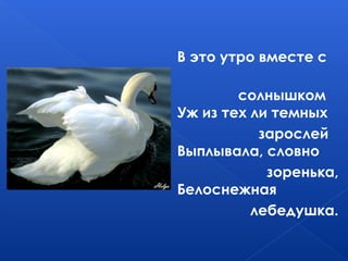В это утро вместе с
солнышком
Уж из тех ли темных
зарослей
Выплывала, словно
зоренька,
Белоснежная
лебедушка.
 