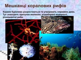 Мешканці коралових рифів
Корали бурхливо розростаються та утворюють справжнє диво.
Тут знаходять притулок молюски, різнобарвні водорості,
різноманітні риби.
 