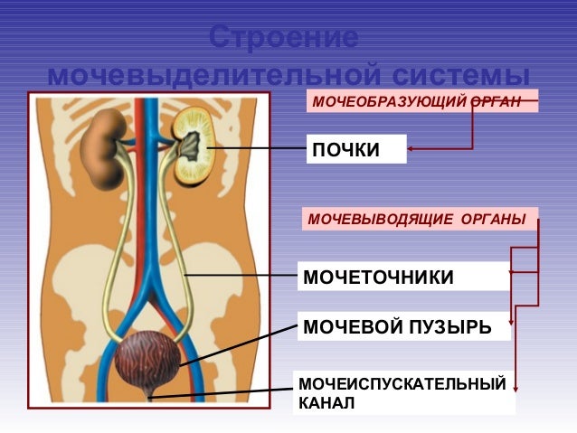 Выделительная система человека - презентация 8 класс (биология)