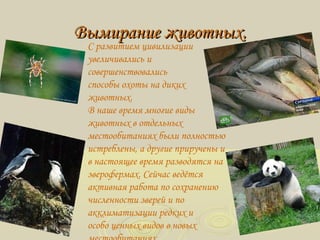 Вымирание животных.Вымирание животных.
С развитием цивилизации
увеличивались и
совершенствовались
способы охоты на диких
животных.
В наше время многие виды
животных в отдельных
местообитаниях были полностью
истреблены, а другие приручены и
в настоящее время разводятся на
зверофермах. Сейчас ведётся
активная работа по сохранению
численности зверей и по
акклиматизации редких и
особо ценных видов в новых
 