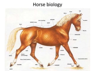 Horse biology
 