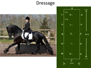 Dressage
 