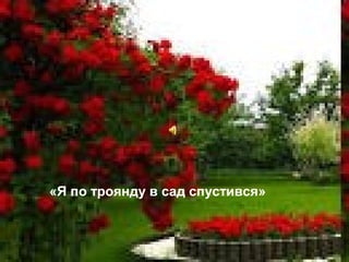 « Я по троянду в сад спустився.
«Я по троянду в сад спустився»
 