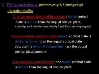 1) The cortical plates: (anatomically & histologically)
a)anatomically:
1- in anterior teeth of both jaws: labilal cortical
plate is thinner than the lingual cortical plate.
(cortical plate & alveolar bone directly fused & no central spongiosa)
2-in mandibular posterior teeth: buccal cortical plate is
thicker & denser than the lingual cortical plate
because the external oblique line mask the buccal
cortical plate laterally.
3-in maxillary posterior teeth: the buccal cortical plate
is thinner than the lingual cortical plate
 