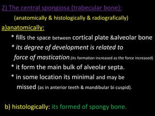 2) The central spongiosa (trabecular bone):
(anatomically & histologically & radiografically)
a)anatomically:
* fills the space between cortical plate &alveolar bone
* its degree of development is related to
force of mastication.(its formation increased as the force increased)
* it form the main bulk of alveolar septa.
* in some location its minimal and may be
missed (as in anterior teeth & mandibular bi cuspid).
b) histologically: its formed of spongy bone.
 