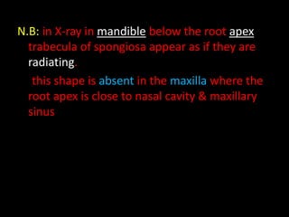 N.B: in X-ray in mandible below the root apex
trabecula of spongiosa appear as if they are
radiating.
this shape is absent in the maxilla where the
root apex is close to nasal cavity & maxillary
sinus
 