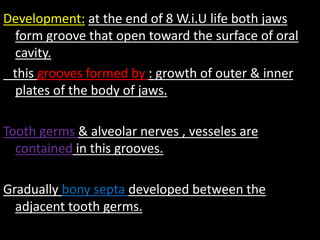Development: at the end of 8 W.i.U life both jaws
form groove that open toward the surface of oral
cavity.
this grooves formed by : growth of outer & inner
plates of the body of jaws.
Tooth germs & alveolar nerves , vesseles are
contained in this grooves.
Gradually bony septa developed between the
adjacent tooth germs.
 